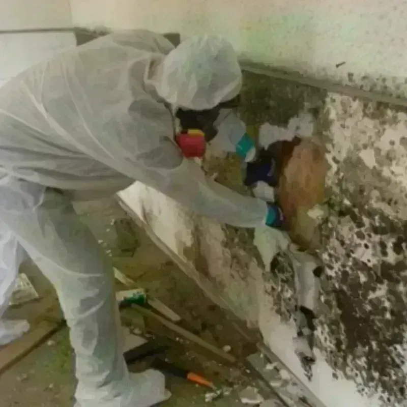 Mold Remediation and Removal in De Lisle, MS